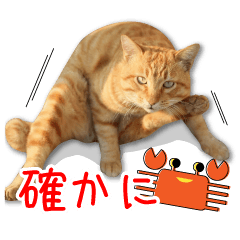 Japanese stray cats photo sticker