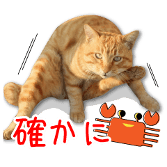 実写のら猫スタンプ Line スタンプ Line Store 実写のら猫スタンプ Line スタンプ Line Store