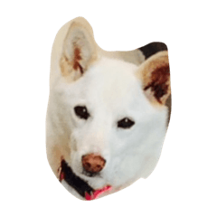 cute dogs!!! – LINE stickers | LINE STORE