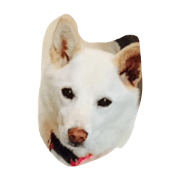 cute dogs!!!