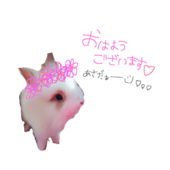 Rabbit Gela.