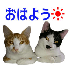IWAI Family'S cats Sticker