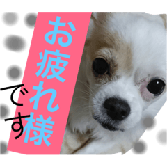 my pet stamp