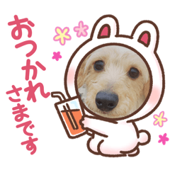 panda_20210414172439