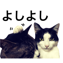 cute Japan cats