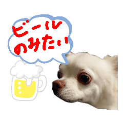 Chihuahua white shiro