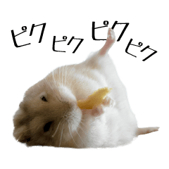 Animation Hamster PhotoStamPooo