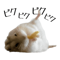Animation Hamster Photostampooo Line Stickers Line Store Animation Hamster Photostampooo Line Stickers Line Store