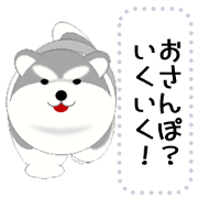 MARUMYU the alaskan malamute puppy