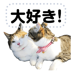 Hotaru and Pikari of the cat PART2