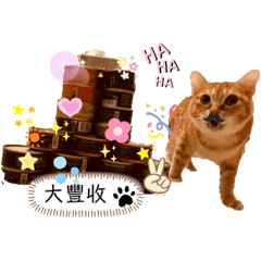 王椪柑1