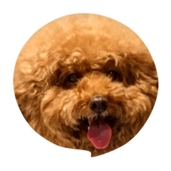 Toy poodle Didi