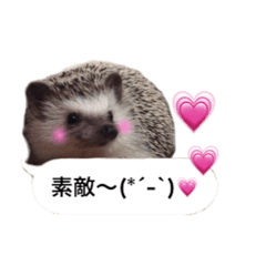 Cute_Hedgehogs