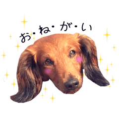 メタボ犬 シーズン2 Line スタンプ Line Store