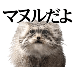 the live action Pallas's cat !