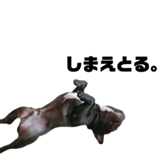 French bulldog  / japan
