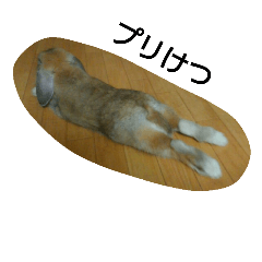 my pet is rabbit