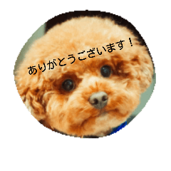 MAMETARO of toy poodle
