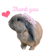 LopearRabbit yukimi  1