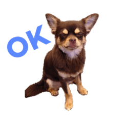 チョコタンチワワ モカ 完全版 Line スタンプ Line Store チョコタンチワワ モカ 完全版 Line スタンプ Line Store