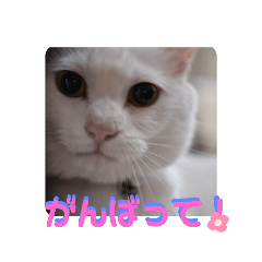 white cat_20210415135341