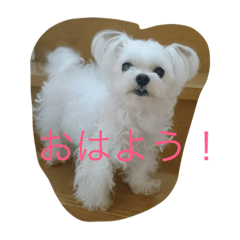 mokolove