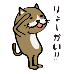 Bicolor cat,brown