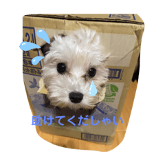 kaho_20210415172354