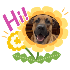 嫕與董的表情包