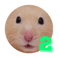 キンクマハムスターのおふちゃんスタンプ2 Line スタンプ Line Store キンクマハムスターのおふちゃんスタンプ2 Line スタンプ Line Store