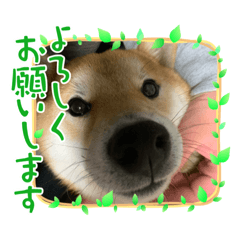 Kenshin_20210416085312