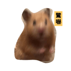 鼠鼠來了
