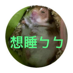 黑糖麻糬の日常