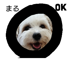 Dog Refre OGGi 4