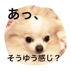 (Pomeranian Chihuahua)Pechi satmp