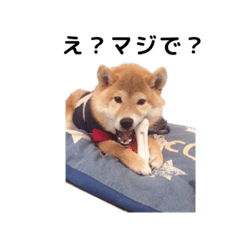 shibainu mameta