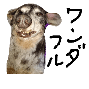 my lovelydog.