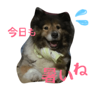 Dog's daily life.