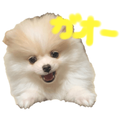 pokopoko_20210416174851