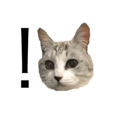 white tabby