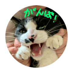 猫たちのかわいいおもしろスタンプ3 Lineクリエイターズスタンプ Stamplist 猫たちのかわいいおもしろスタンプ3 Lineクリエイターズスタンプ Stamplist