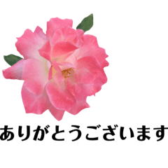 yasuおばさんの薔薇言葉R3