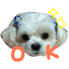 My sweet Maltese dog