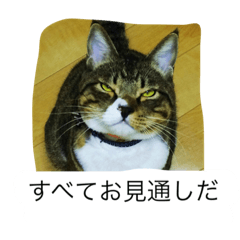 mukashi hogoneko ima kahogoneko