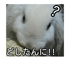 耳たれうさぎのコッティ Line スタンプ Line Store