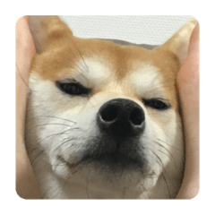 shiba_benitsurugo