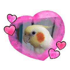 可愛 玄鳳鸚鵡