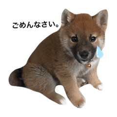 toranosuke_20210417132903