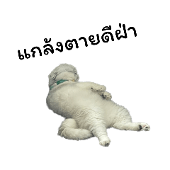 GerGiJack