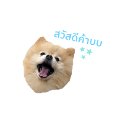 Yooki Sela the happy dogs